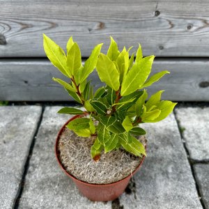 Laurus Nobilis (Vavrín pravý - bobkový list), kont. C2L, výška: 20-30 cm (-5°C)
